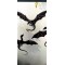 SPOT DEAL        GLYNIS HAMLETT      3 x Dragon Wall Plaques